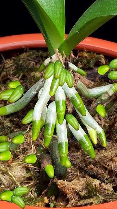 Orchid Growing, Indoor Cactus Plants, Repotting Orchids, Indoor Orchids, Orchid Plant Care, Bog Garden, Inside Garden, Garden Remedies, Plant Care Houseplant