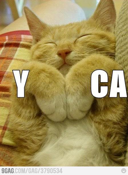 YMCA cat Cat Sleeping, Funny Cat Pictures, Orange Cat, Funny Animal Pictures, Beautiful Cats, Crazy Cats, Cat Pics, Cat Love, Funny Cute