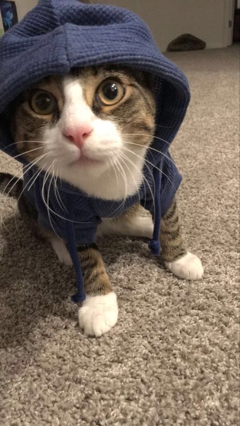 Cats With Hoodies, Cats In Hoodies, Clothes For Cats, Cat Advice, Cat Entertainment, Cat Calendar, Cat Puns, Cat Jokes, I Wan