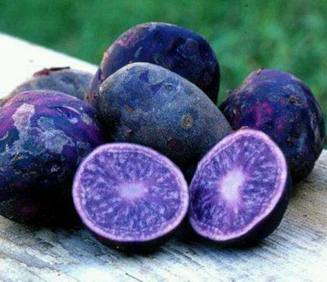 Adirondack blue potatoes (plant in spring, after freeze) Blue Potatoes, Faye Toogood, Royal Purple Color, Purple Fruit, Purple Potatoes, Purple Plants, Blue Fruits, Heirloom Vegetables, Blue Food