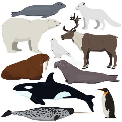 Animals Vector Illustration, Antarctic Animals, Elephant Seal, Killer Whale, Arctic Fox, Snowy Owl, Narwhal, Killer Whales, Painting Inspiration