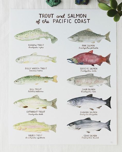 Someone recently told me how to use your hand to name the five types of Pacific salmon (chum-thumb sockeye-shooting motion with pointer finger pink-pinkie) but I can't remember what the coho and chinook/king were. Comment if you know this mnemonic device--is it king-ring? What about coho?  Also I'm so happy with how this new Pacific Coast trout and salmon art print turned out. You can now find it in the @yardia shop! . . . . . . #yardia #empathyandmagic #makermonday  #abmhappylife #artisticmoods Salmon Art, Trout Art, Pacific Salmon, Pacific Northwest Art, Fish Illustration, Watercolor Illustrations, Fish Art, Pacific Coast, Watercolor Art Prints