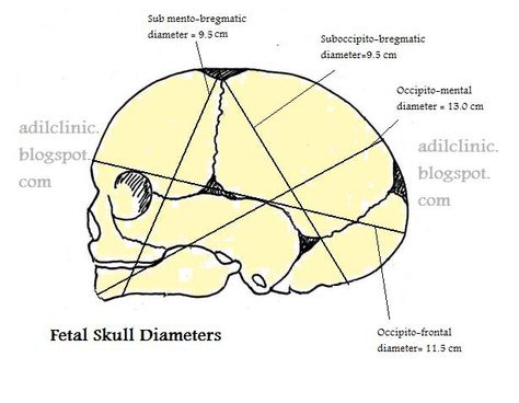 Midwifery Student, Natural Childbirth, Head Anatomy, Saved Images, Health Information, Medical News, Forensic, Med School, Save Image