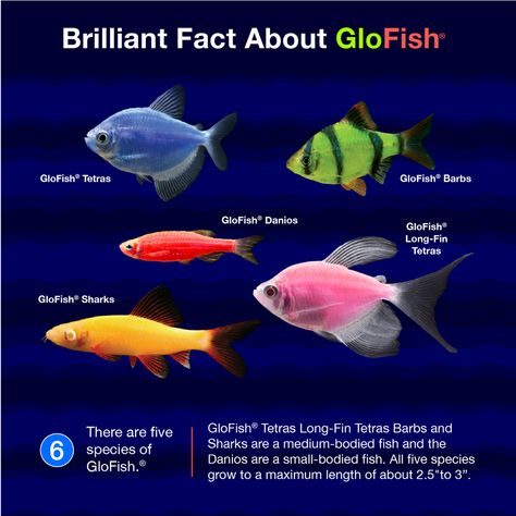 Did you know this brilliant fact about GloFish® fluorescent fish? Click or tap to watch the video. #glofishcolor #glofishfluorescentfish #glofish #FishFactFriday Fresh Water Community Fish, Glo Fish Tank Ideas Decorations, Glo Fish Tank, Glow Fish Tank Ideas, Glofish Tank, Glofish Aquarium, Fish Names, Glow Fish, Tetra Fish