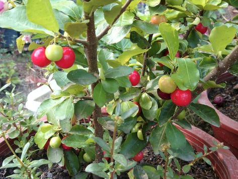 Barbados Cherry trees grow very well in containers as long as you give them a large enough pot for good root development. Barbados Cherry Tree, Cherry Plant, Barbados Cherry, Fruit Bearing Trees, Patio Trees, Acerola Cherry, Cherry Trees, Plum Tree, Best Plants