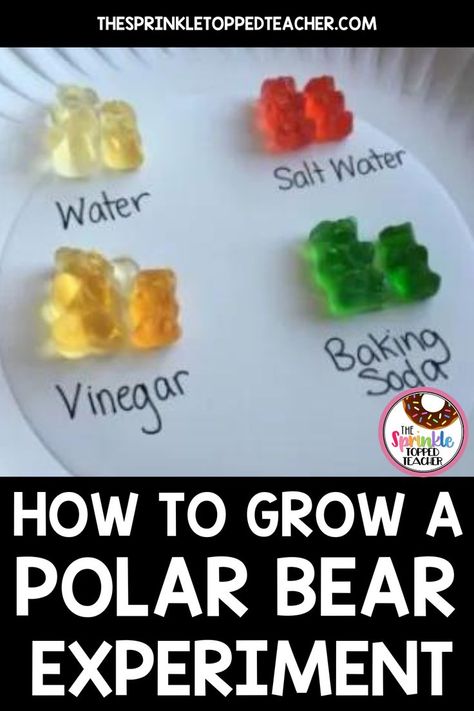 Are you looking for a fun winter activity that your students will love? Finding new and exciting lessons that teach the scientific method can be hard. Head over to the Sprinkle Topped Teacher blog to see my "grow your own polar bear easy winter science experiment". This science activity is low prep and your students will have so much fun! | scientific method experiments for kids | winter science activities | science lesson plans elementary | winning science fair projects | Polar Bear Science, Gummy Bear Experiment, Winter Science Experiments, Winter Science, 1st Grade Science, First Grade Science, 4th Grade Science, Kid Experiments, Kindergarten Science