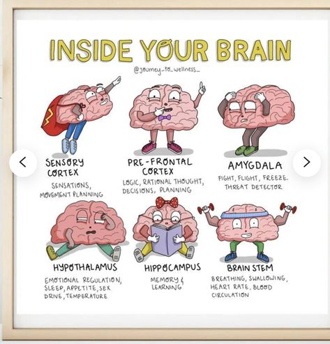 Hippocampus Brain, Learning Corner, Crazy Lady, Blood Drive, Brain Stem, Health Tools, Vagus Nerve, Executive Functioning, Emotional Regulation