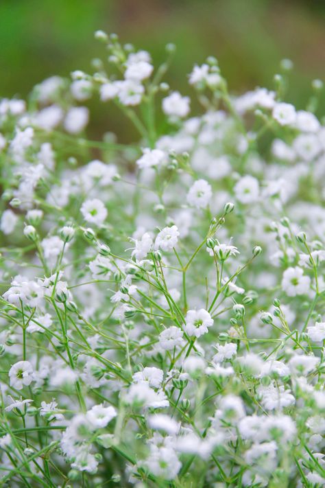 Baby's Breath Flower | Gypsophila | *Little Jerry* | Flickr Gypsophila Plant, Flower Gypsophila, Garden Core, Baby Breath Flower, Rock Wall Gardens, Gypsophila Flower, Floral Design Classes, Filler Flowers, Flower Identification