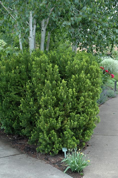 Hicks Yew (Taxus x media 'Hicksii') in Naperville Aurora Batavia Oswego Chicago Wheaton Illinois IL at The Growing Place Hicks Yew, Landscape Nursery, Low Maintenance Shrubs, Garden Shrubs, Starter Plants, Evergreen Shrubs, Shade Plants, Landscaping Plants, Types Of Soil