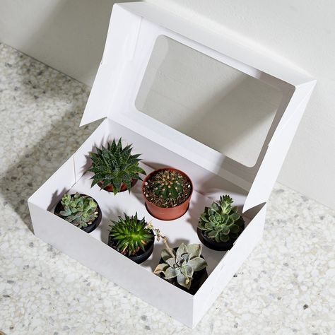 Plant Packaging, Terrarium Gifts, Flower Shop Design, Punny Cards, Succulent Wedding Favors, Cactus Gifts, Small Flower Pots, Diy Flower Pots, Flower Store