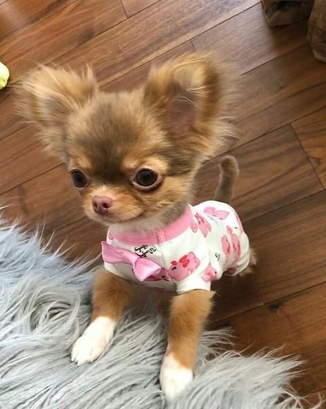 Psy Chihuahua, Chihuahua Photos, Teacup Puppy, Teacup Chihuahua Puppies, Very Cute Puppies, Chihuahua Puppy, Cute Animals Puppies, Very Cute Dogs, Really Cute Dogs