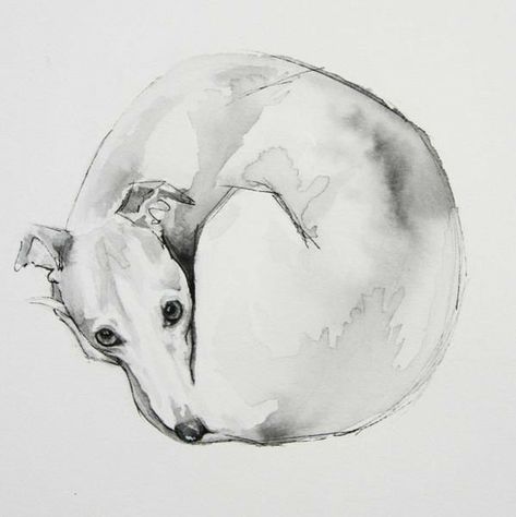 Dog Sleeping Illustration, Sarah Henderson, Whippet Art, Dog Line Drawing, Dog Portraits Painting, Greyhound Art, Animal Illustration Art, Dog Illustration, Arte Animal