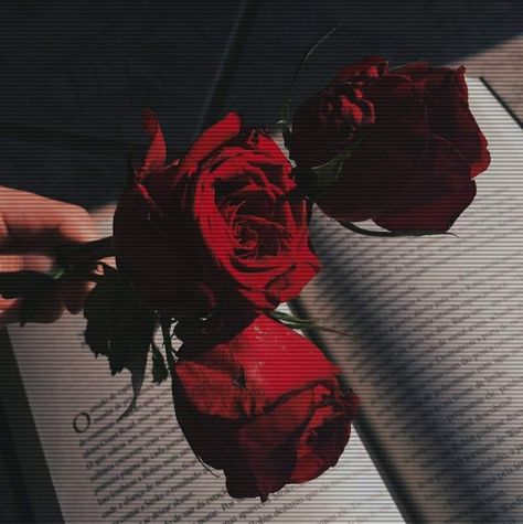 3 roses in the dark on the book a hand holding aesthetic..you can use it as a wallpaper Uicideboy Wallpaper, Red Aesthetic Grunge, Gryffindor Aesthetic, Aesthetic Roses, Red Pictures, Rosé Aesthetic, Red Walls, Red Wallpaper, Aesthetic Colors