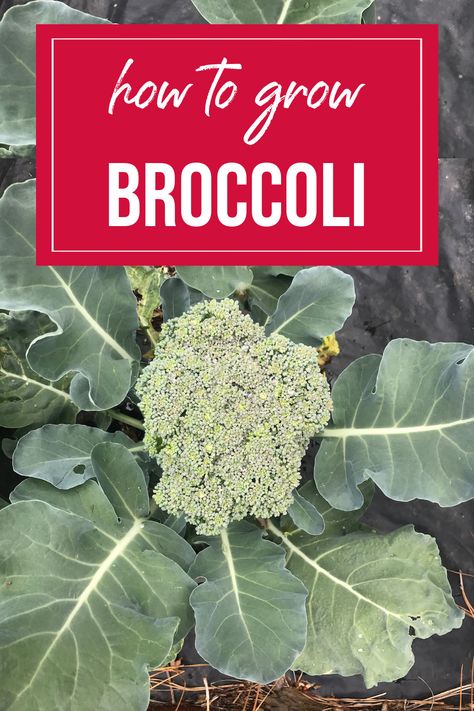 While broccoli is not necessarily the easiest vegetable to grow, it can be successfully grown in the home vegetable garden. Learn tips and tricks for growing broccoli such as when to plant broccoli and how to know when broccoli is ready to harvest. Also, learn what insects and diseases to watch out for when growing broccoli. When To Plant Broccoli, How To Grow Broccoli, Grow Broccoli, Broccoli Plant, Growing Broccoli, Vegetable Garden Tips, Easy Vegetables To Grow, When To Plant, Indoor Vegetable Gardening