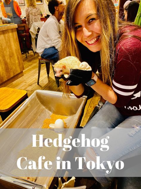 If you want to see another fun cafe in Japan, check out the Hedgehog Cafe! They are soooo cute!! https://loveirisblog.blogspot.com/2019/12/hedgehog-cafe-in-tokyo.html #travelwriter #travel #instatravel #travelgram #tourism #instago #passportready #traveler #wanderlust #ilovetravel #writetotravel #instatravelling #instavacation #travelblogger #instapassport #postcardsfromtheworld #traveldeeper  #travelstroke #travelling #trip #traveltheworld #travelblog #mytravelgram #visiting #travels #hotel #tr Hedgehog Cafe Tokyo, Cafes In Tokyo, Animal Cafe, Pygmy Hedgehog, Hedgehog House, Cute Cafe, Cute Hedgehog, Human Interaction, Dream Holiday