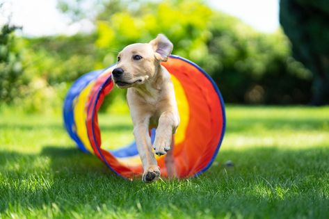 Diy Dog Agility Course Backyards, Diy Agility Course For Dogs, Diy Dog Agility Course, Dog Course, Autumn Easter, Dog Agility Course Diy, Dog Agility Course, Smartest Dog Breeds, Spoiled Pets