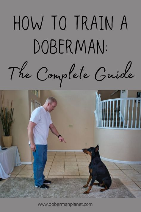 Doberman House Ideas, Doberman Training Videos, Doberman Cute Aesthetic, Doberman Pinscher Training, How To Train A Doberman Puppy, Baby Doberman Puppies, Training Doberman, Doberman Puppy Training, Doberman Training