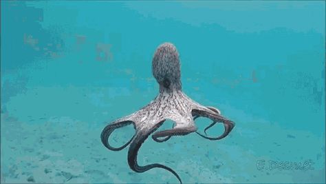 Octopus Gif, Octopus Photography, Octopus Pictures, Deep Sea Life, Octopus Art, Beautiful Sea Creatures, Underwater Creatures, Underwater Life, Marine Animals