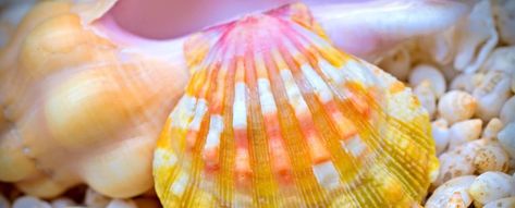 Sunrise Shells Wholesale | Authentic Rare Hawaiian Sunrise Shells Hawaii Vacation Oahu, Sunrise Shell, Seashell Crafts, Hawaii Vacation, North Shore, Oahu, Order Online, Sea Shells, Hawaii