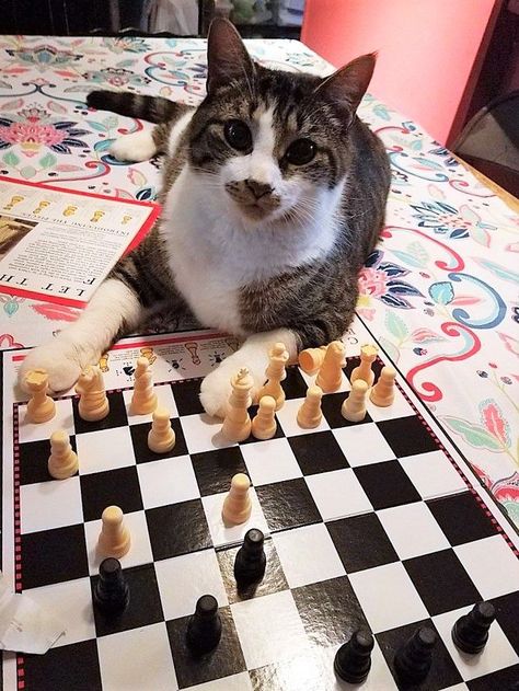 The Queen's Gambit, Cat Boarding, Kitten Cat, Cat Playing, Cat Day, Cute Things, Cat Love, Chess Board, Chess