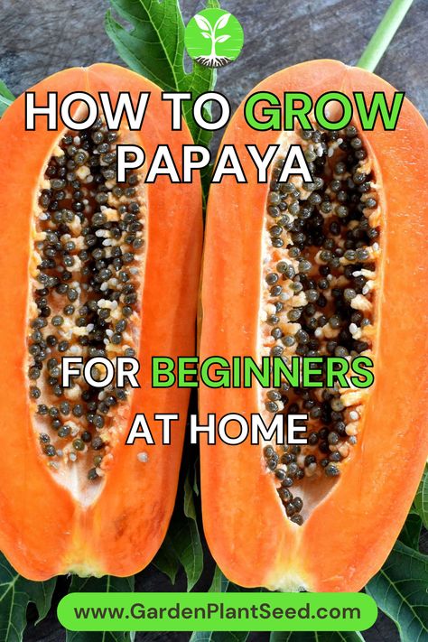 Papaya, with its deliciously sweet and tropical flavor, is a popular fruit that can be grown in the comfort of your own home. By following the tips and techniques shared in this guide, you’ll be able to enjoy the satisfaction of harvesting your very own ripe and juicy papayas.

Now, let’s dive into the fascinating world of papaya cultivation and discover how you can become a successful papaya grower, even as a beginner. Papaya Plant How To Grow, How To Plant Papaya Seeds, Grow Papaya From Seed, Papaya Ripe When Is, Eating Papaya Seeds, Papaya Growing, Papaya Farming, Papaya Plant, Composting Methods