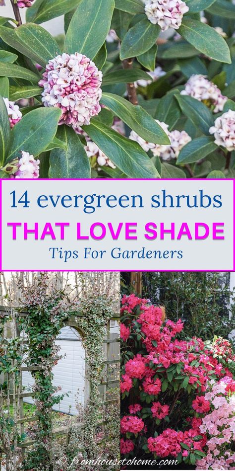 14 Evergreen Shrubs That Love Shade (Tips For Gardeners) | Gardens Evergreen Shrubs For Shade, Evergreen Bushes, Evergreen Landscaping, Shrubs For Shade, Foundation Plants, Evergreens For Shade, Shade Loving Shrubs, Shrubs For Privacy, Shade Landscaping