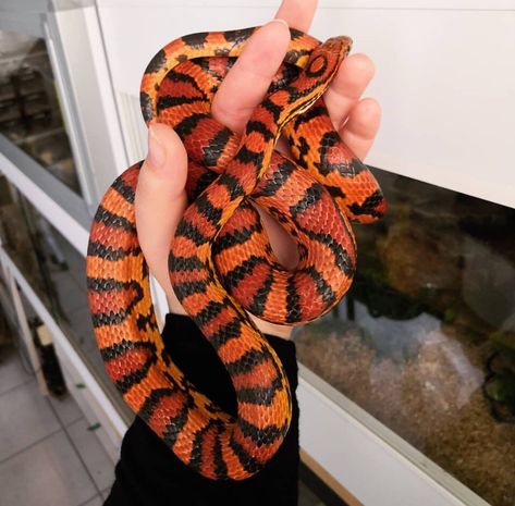 Orange Corn Snake, Okeetee Corn Snake, Snakes For Sale, Corn Snakes, Pet Snakes, Snake Turtle, Danger Noodles, Danger Noodle, Pretty Snakes