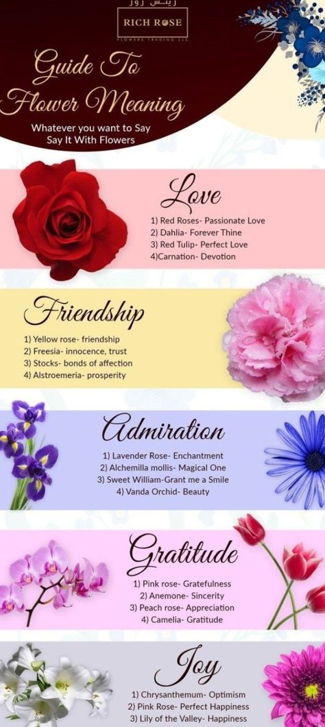 Carnation Flower Meaning, Alchemilla Mollis, Yellow Carnations, Vanda Orchids, Sweet William, Flower Meanings, Carnation Flower, Flowers Aesthetic, Lavender Roses