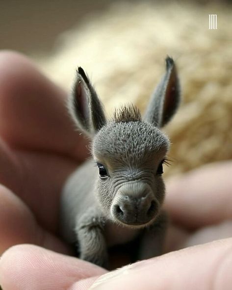 This Artist Specializes In Creating Tiny Animal Portraits, And Here's Some Of His Work (18 Pics) Baby Donkey, Tattoo Animal, Saved Images, Funny Paintings, Animal Print Wallpaper, Cute Animal Clipart, Cute Fantasy Creatures, Animal Portraits, Unusual Animals