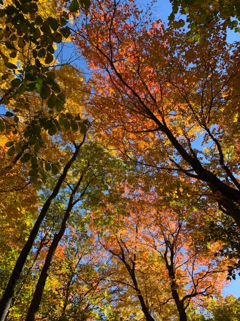 autumn colors #autumn #fall #trees #aesthetic 🍁 Fall Tree Aesthetic, Fall Trees Aesthetic, Trees Aesthetic, Fall Backgrounds, Fall Trees, Fall Background, Autumn Colors, 2024 Vision, Autumn Aesthetic