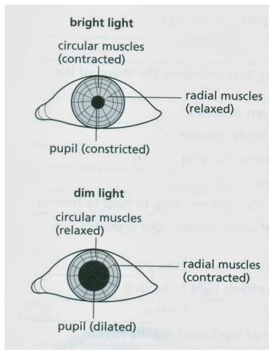 Coordination And Response - IGCSE Biology Notes (2020) Leaving Cert Biology Notes, Biology Revision Gcse Infection And Response, Coordination And Response Biology Notes, Biology Notes How Do Organism Reproduce, Biology Revision Notes, Class 11 Biology Notes Locomotion And Movement, Igcse Biology, Eye Structure, Peripheral Nervous System