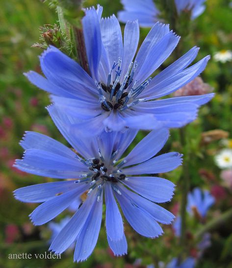 Sikori/Cikoria - Cichorium intybus | Compositae Family Locat… | Flickr Cichorium Intybus, Sweden, Plants