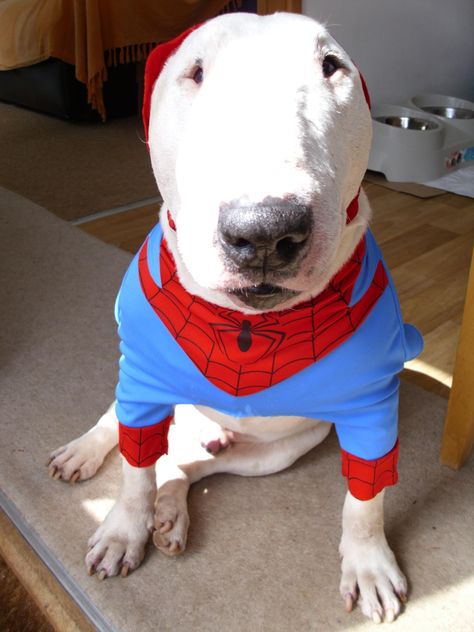 #Bully in #Spiderman Costume #English #Bull #Terrier #Dog #DogCostume #FunnyDog #HalloweenCostume Bulldog Halloween Costumes, Heart Animals, Bull Terrier Art, Super Hero Shirts, Spiderman Costume, Compression Shirts, Clever Halloween Costumes, Bully Dog, English Bull Terriers