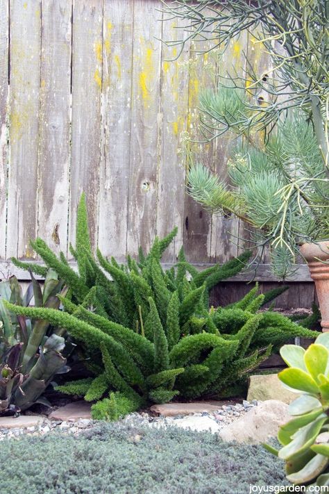 Foxtail Fern: An Easy Care Plant for Beginners | Joy Us Garden Shady Backyard, Gardening Inside, Strange Plants, Foxtail Fern, Special Plants, Japanese Painted Fern, Beautiful Landscaping, Garden Paradise, Ferns Garden