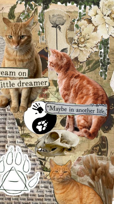 idk Paisley Core, Cat Therian, Ginger Cat, Ginger Cats, Connect With People, Your Aesthetic, Creative Energy, Ginger, Paisley