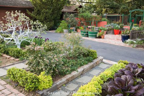 Rosalind Creasy front yard garden with driveway separating mixed beds of edible plants Front Yard Meadow, Plant Front Yard, Garden Library, Edible Landscape, Landscape Curbing, Redbud Tree, Landscape Inspiration, Potager Garden, Edible Landscaping