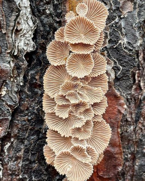 Fungi Painting, Decorative Mushrooms, Mushroom Gills, Illustration Moodboard, Shroom Art, Woods Aesthetic, Mushrooms Nature, Nature Patterns, Fungi Art