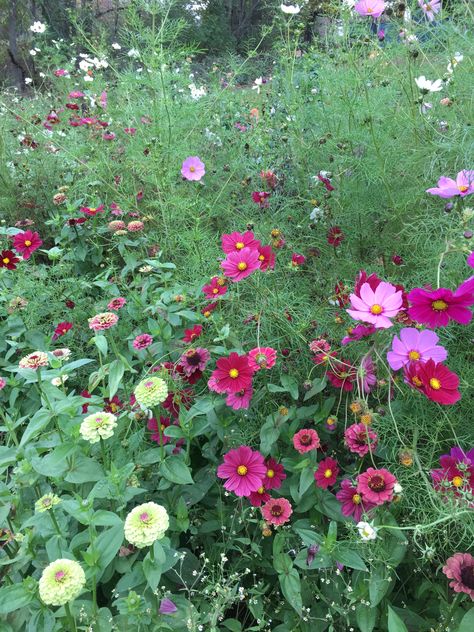 Cosmos, zinnia Cosmos And Zinnias, Cosmos And Zinnias Gardens, Cosmos In Pots, Cosmos Bipinnatus, Flower Fence, Zinnia Garden, Willow Grove, Landscaping Trees, Zinnia Flowers