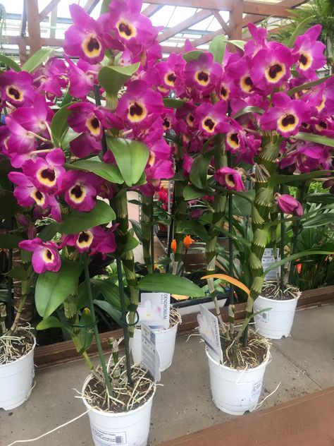 Tropical Garden Plants, Dendrobium Nobile, Beautiful Orchids, Tropical Garden, Garden Plants, House Plants, Orchids, Home And Garden, Plants