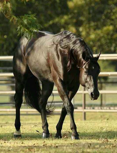 Stallion aqha horse champion cuarter milla Black Quarter Horse, Quarter Horse Stallion, Quarter Horses, Black Shades, American Quarter Horse, Black Horses, Horses And Dogs, All The Pretty Horses, Horse Crazy