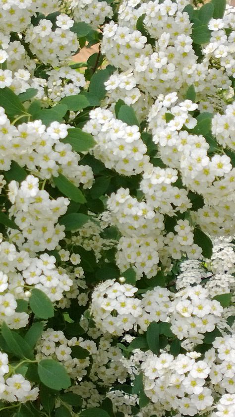 Bridal Veil Spirea .....so beautiful Bridal Wreath, Gladioli, Moon Garden, Beautiful Plants, White Garden, Flowering Shrubs, White Gardens, Trees And Shrubs, Bridal Veil