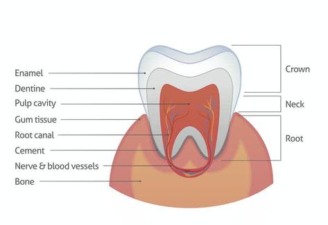 Restore Enamel Teeth, Tooth Enamel Repair, Teeth Pictures, Dental Website, Strengthen Teeth, Sugar Free Gum, Human Teeth, Tooth Enamel, Wisdom Teeth