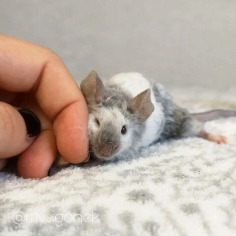 Polish Mouse Breeder Shares 40 Pics Of Their Fancy Mice Fancy Mice, Fancy Mouse, Funny Rats, Fancy Rat, Cute Rats, Animal Study, Pet Mice, Baby Mouse, Cute Hamsters