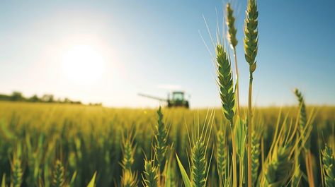 Harvesting Golden Wheat: Close-up view of ripe golden wheat with a combine harvester working in the background. #wheat #field #harvest #agriculture #farming #golden #crops #grain #aiart #aiphoto #stockcake https://ayr.app/l/cfb5 Farming Background, Combine Harvester, Golden Wheat, Agriculture Farming, Wheat Field, Wheat Fields, Clear Blue Sky, Wheat Free, Agriculture