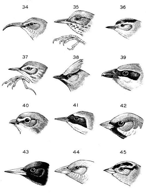 Bird Head Tattoo, Bird Worksheet, Bird Anatomy, Mountains California, Bird Template, Bird Head, Bird Sketch, Nature Sketch, Bird Carving