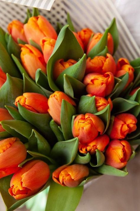 Orange Tulips, Boquette Flowers, Tulip Bouquet, Nothing But Flowers, Flower Therapy, Spring Tulips, Favorite Flowers, Pink Tulips, Tulips Flowers