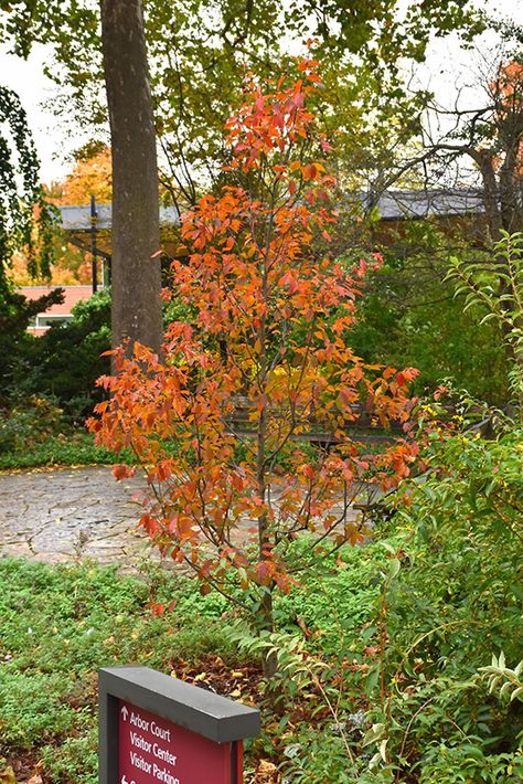 Firespire American Hornbeam (Carpinus caroliniana 'J.N. Upright') at Vande Hey Company Carpinus Caroliniana, Nursery Blue, Landscape Nursery, Plant Wishlist, Mountain Nursery, Driveway Entrance, Red Bud, Red Fall, Landscape Services