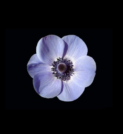 Blue Anemone, Flowers Black Background, Soul And Spirit, Blue Lotus Flower, Purple Flowers Wallpaper, Botanical Flower Art, Dark Flowers, Nothing But Flowers, Anemone Flower