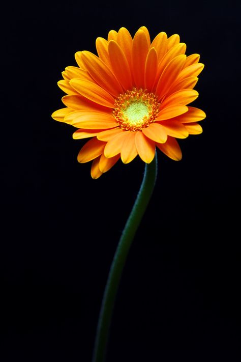 💙 Laughing on 500px by Duke Uehara, Sayama, Japan ☀  Canon EOS 5D Mark II-f/11-5s-90mm-iso50, 3744✱5616px-rating:98.7 Galaxy Painting Acrylic, Pink Glitter Wallpaper, Photo Art Frame, Gerbera Daisy, Flower Background Wallpaper, Beautiful Flowers Pictures, Clay Flowers, Exotic Flowers, Flower Beauty