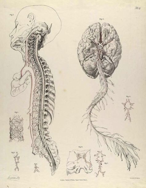 Drawing The Human Head, Human Nervous System, Medical Drawings, Human Anatomy Art, Anatomy Sketches, Human Head, Medical Art, Scientific Illustration, Arte Inspo